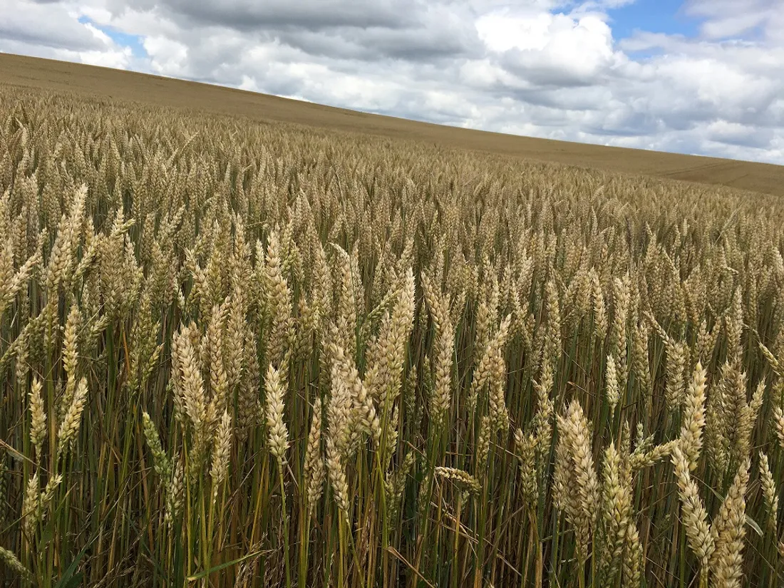  La Région mobilise 35 millions d’euros de crédits européens (FEADER) 