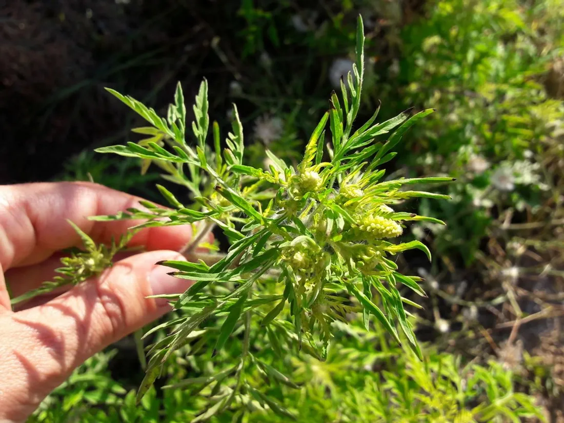 Les pollens d’ambroisie sous surveillance en Bourgogne-Franche-Comté