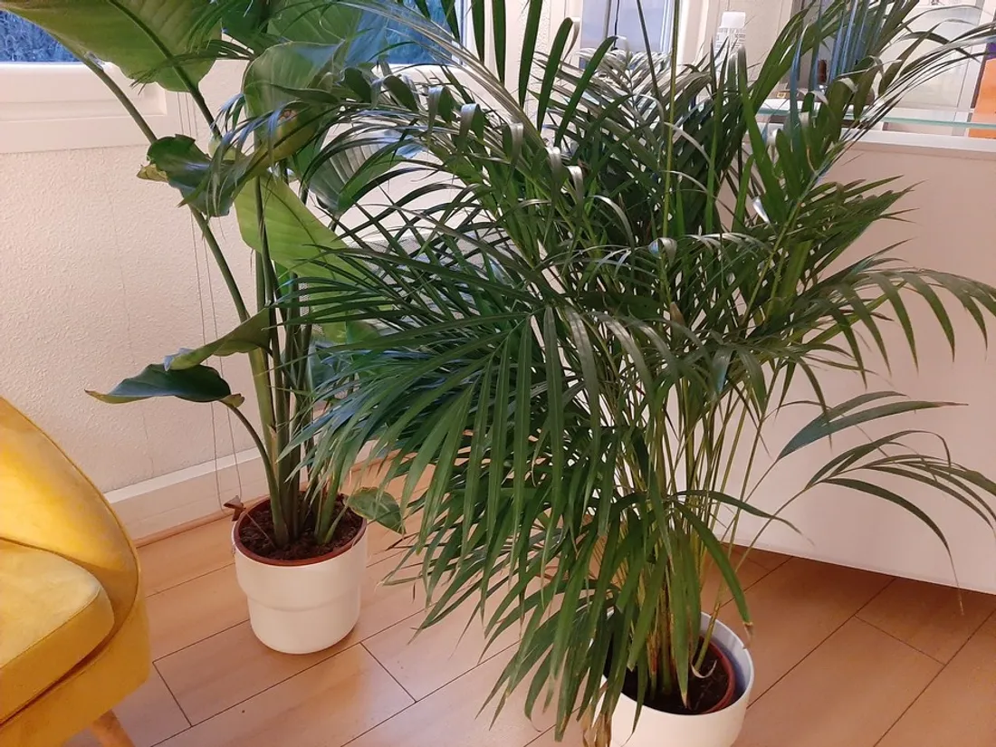 Une grande vente de plantes à la Toison d’Or du 25 au 27 novembre