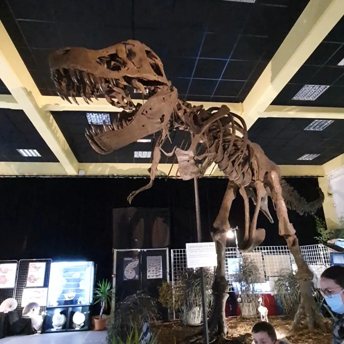 Une exposition gratuite sur les dinosaures marins de cinq semaines sera ouverte au public à Dijon. 