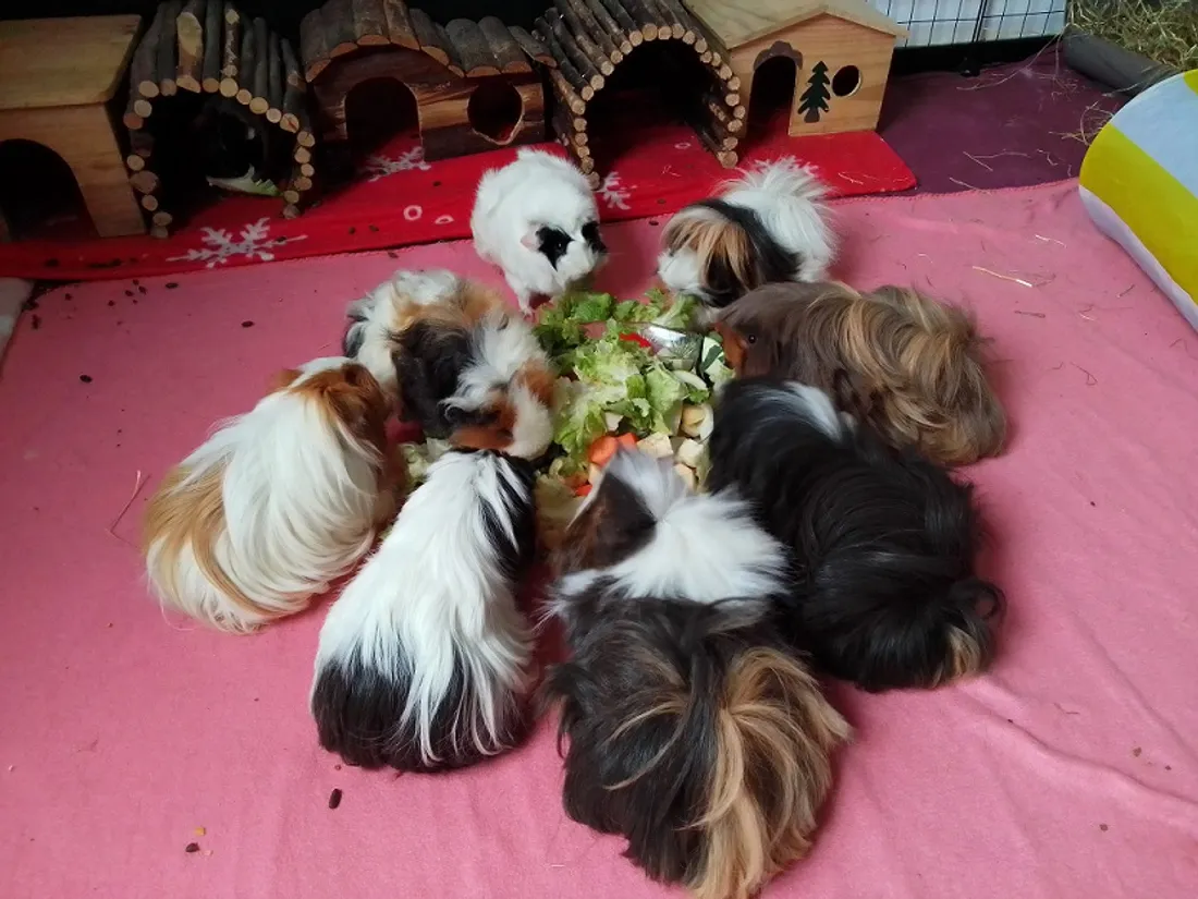 L’association « les Foli'chons » recueille des cochons d’inde abandonnés