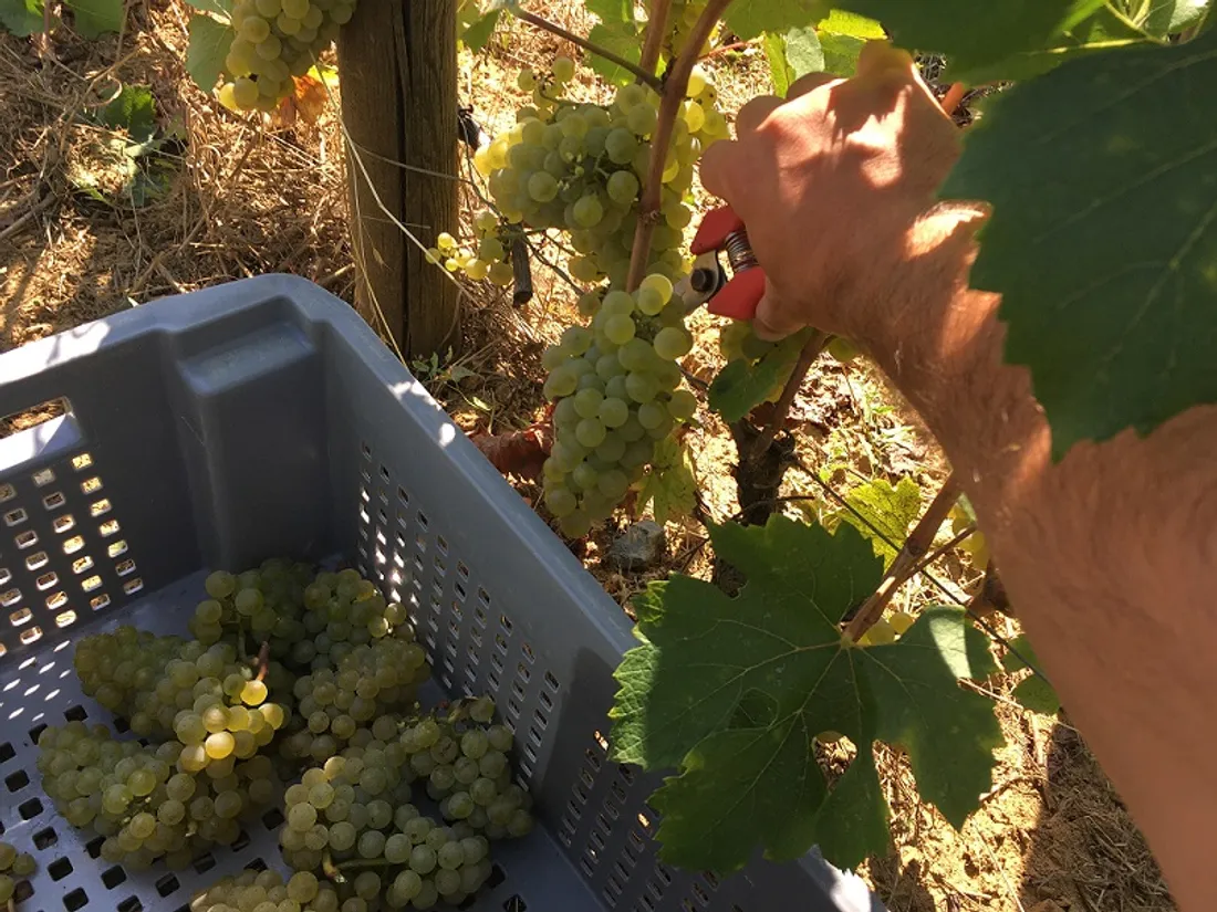 En cette fin de vendanges, les premiers jus révèlent de très beaux équilibres !