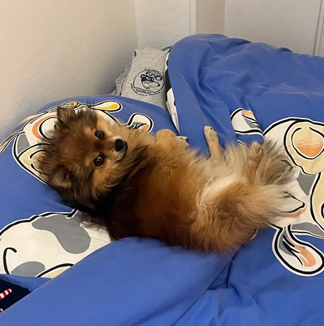 41% des Français déclarent que leur animal dort dans leur lit 