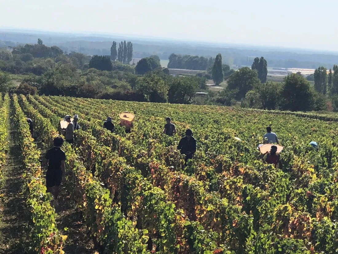 Les vendanges avaient lieu ces derniers jours en Côte-d'Or 