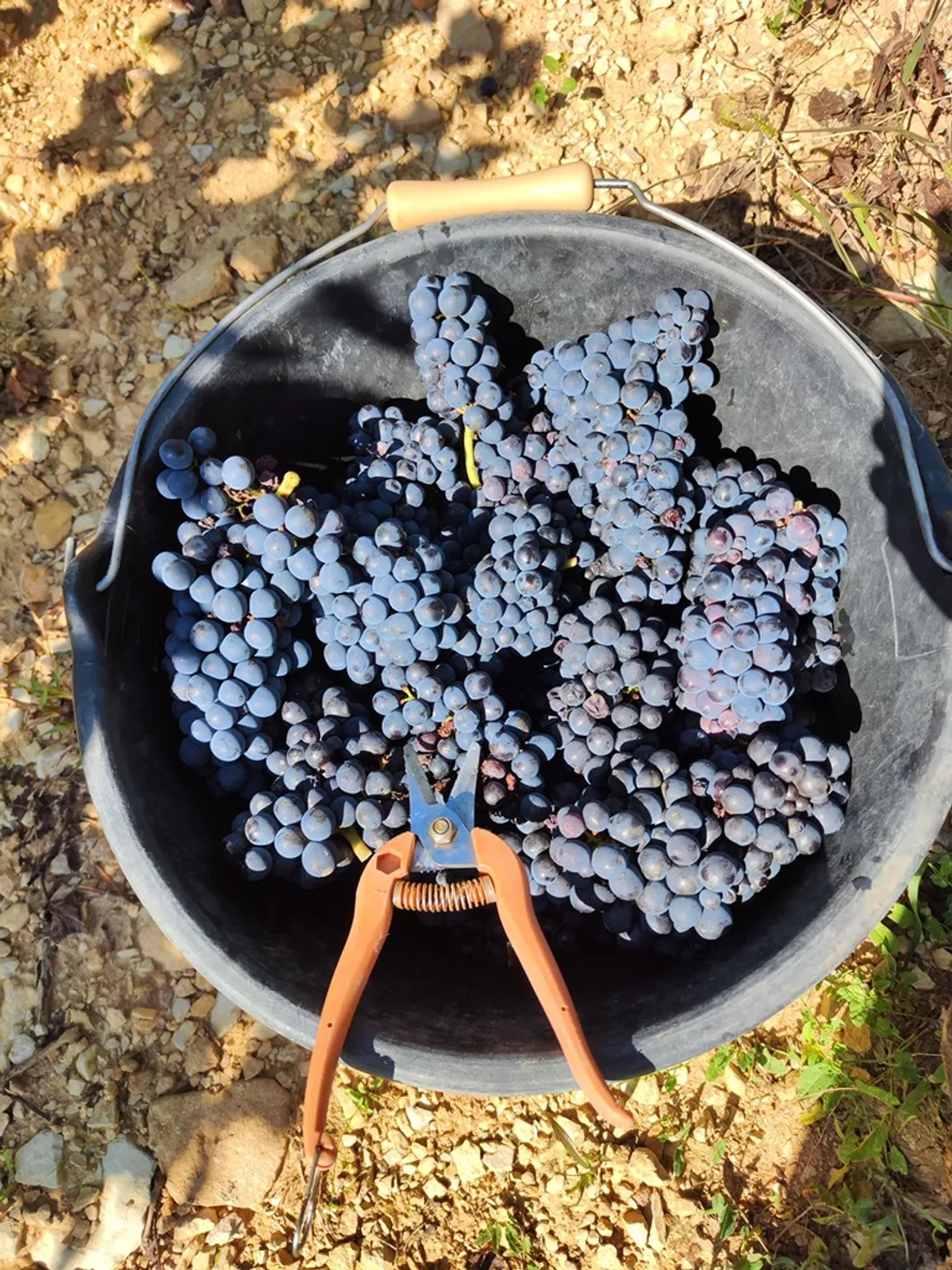 " LA GRANDE EPOPEE DES VINS ANTIQUES : des Gaules à la Bourgogne "