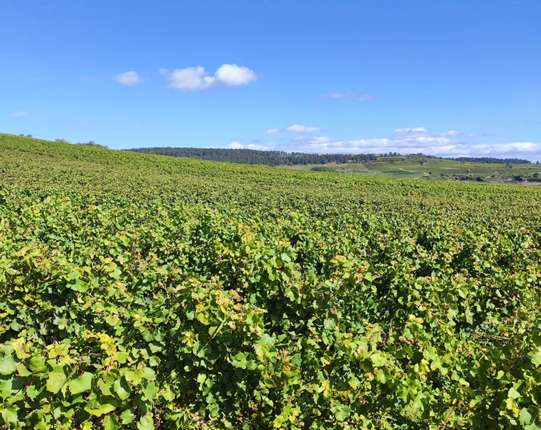 Les vendanges pour le Crémant de Bourgogne se sont déroulées dès le début du mois d’août.