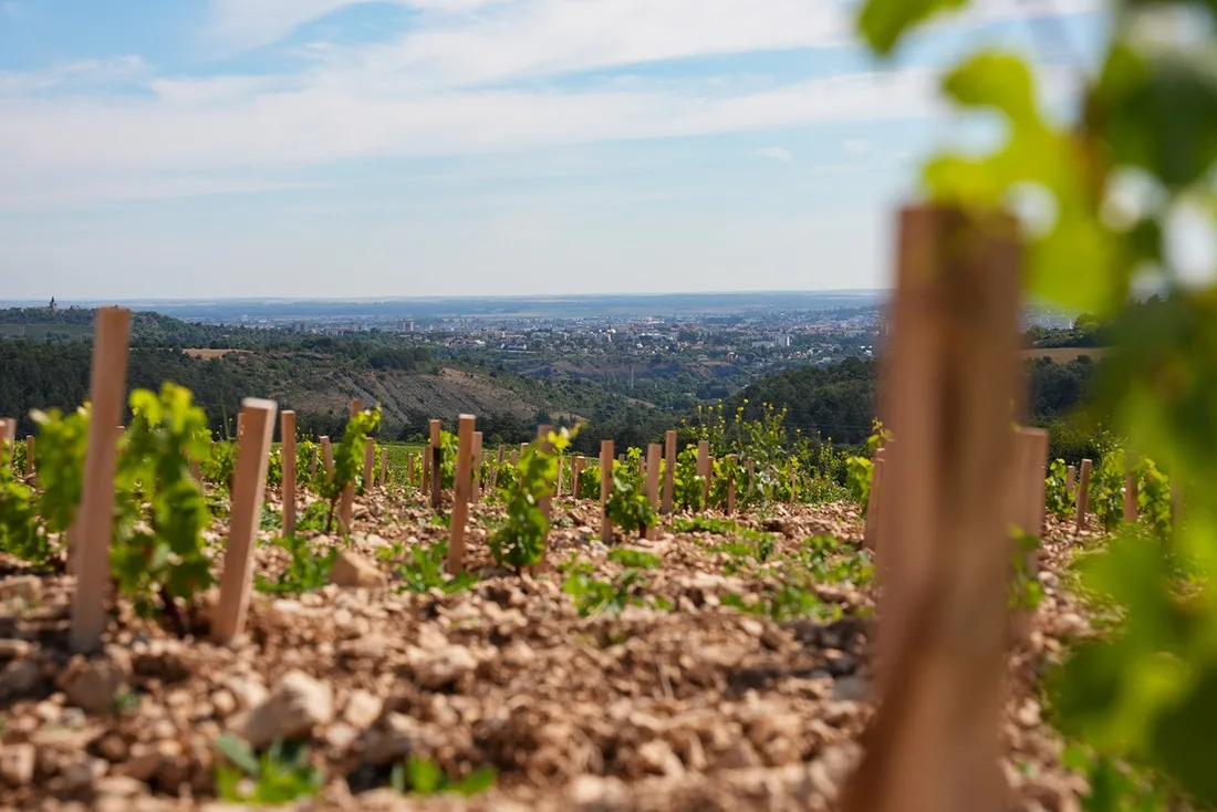 Le groupe JDA aménage une parcelle de vignes à Corcelles-les-Monts 