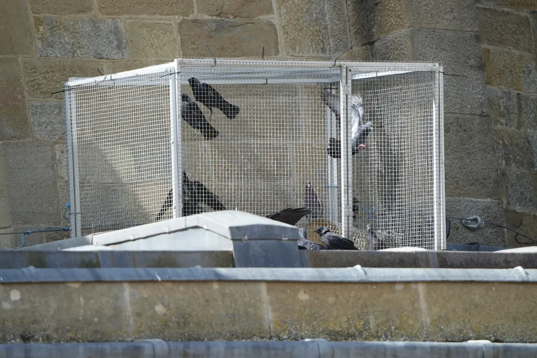 La PAZ réclame le retrait de l'arrêté de la mairie Saint-Apollinaire sur l'abbatage de pigeon