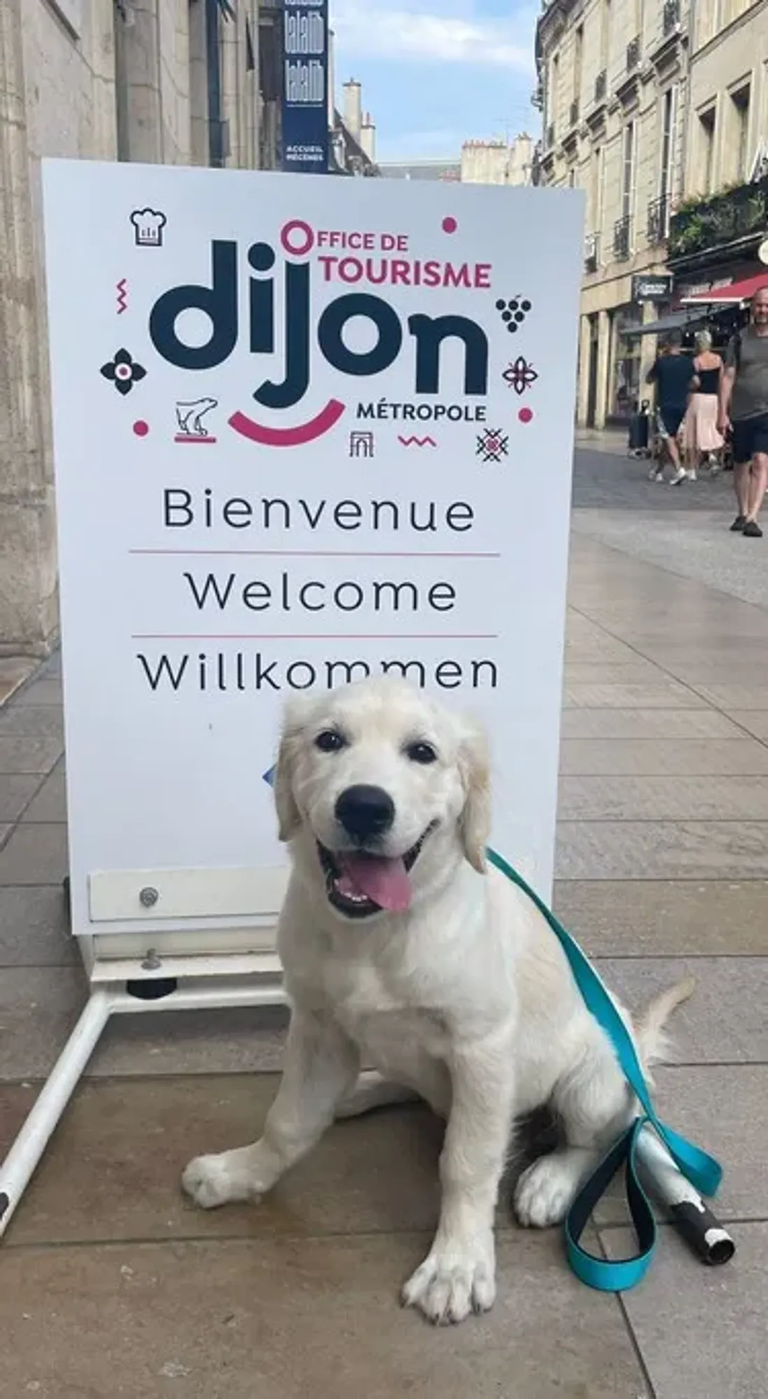 La Semaine Nationale du Chien a lieu du 27 septembre au 5 octobre.