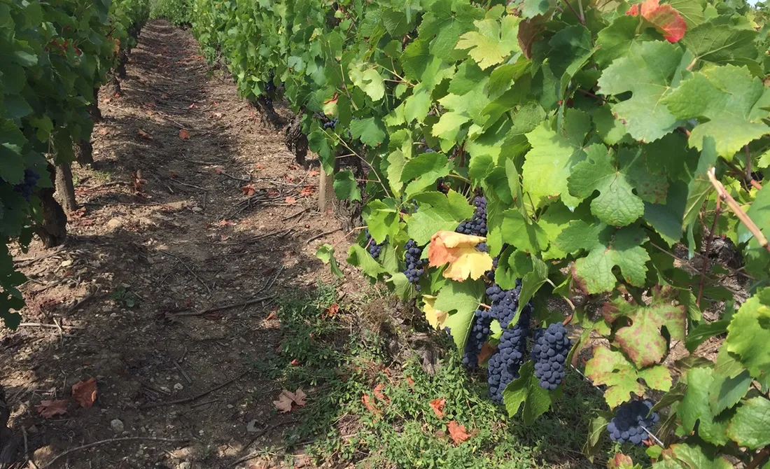 Les chiffres de la campagne 2024-2025 des vins de Bourgogne sont rassurants