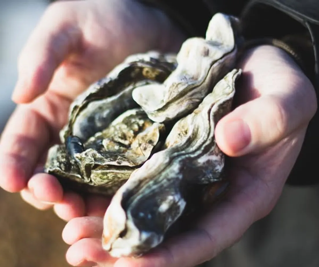 La Ville de Chevigny-Saint-Sauveur propose une collecte de coquilles dès ce vendredi 19 décembre. 