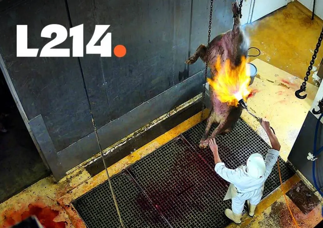 L’abattoir de Cosne-Cours-sur-Loire est suspendu après une enquête choc de L214.