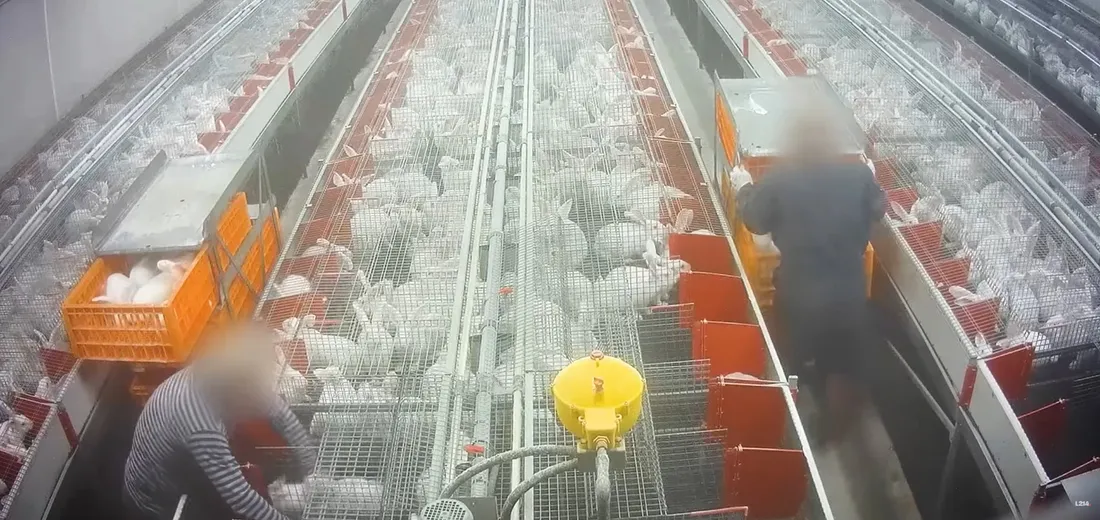 L'enquête affiche au grand jour un élevage en Maine-et-Loire. 