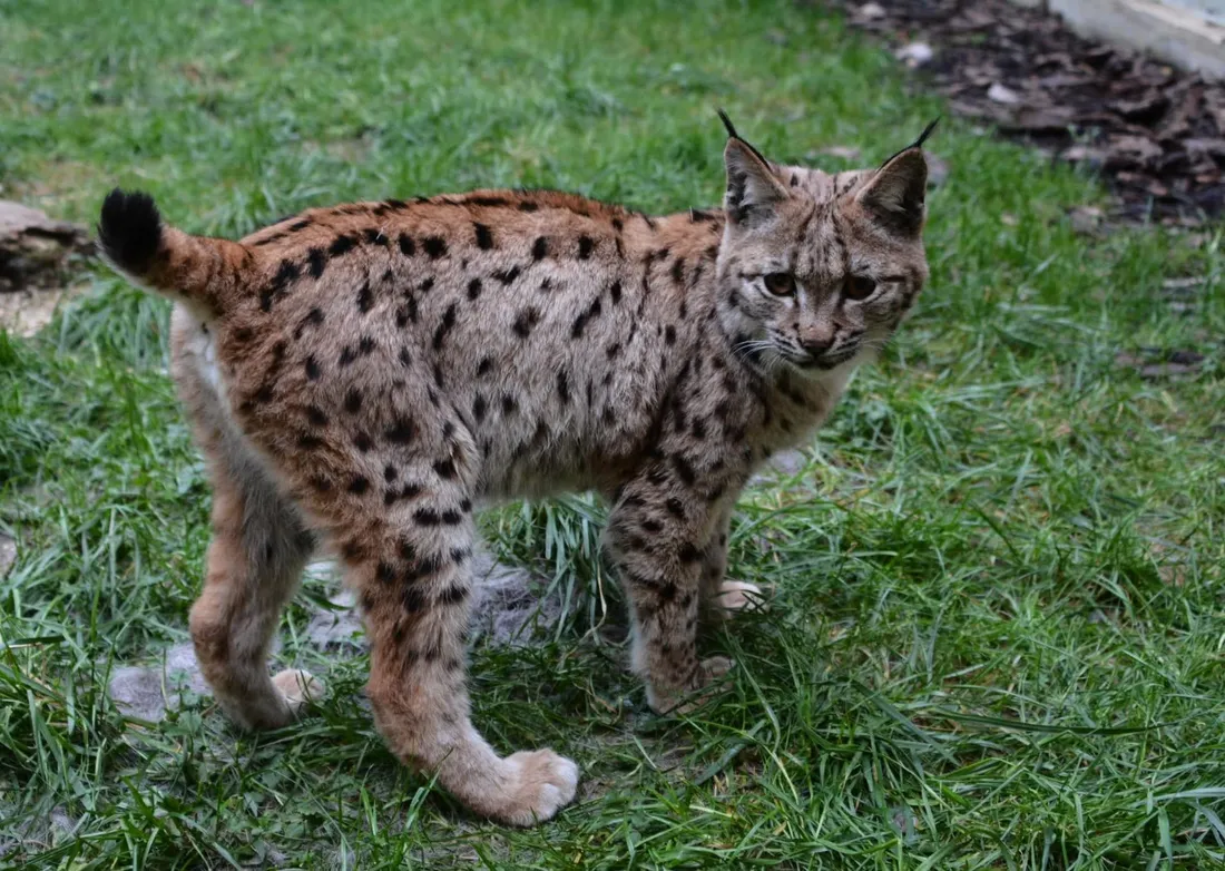 Tous les ans de nombreux Lynx sont relâchés dans le massif du Jura. 