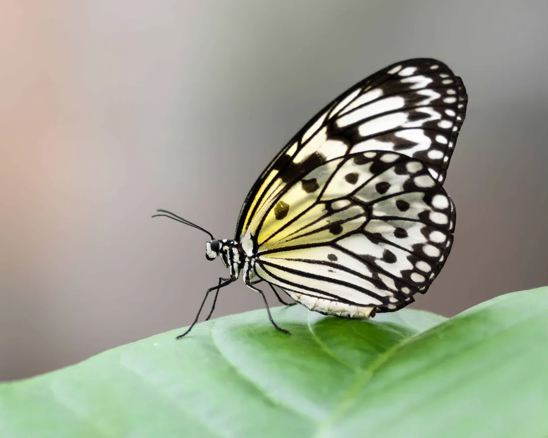 La Journée mondiale du Papillon vise à sensibiliser le public au rôle joué par ces pollinisateurs.
