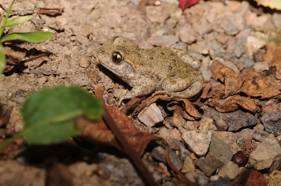 Un exemple d’Alyte accoucheur 
