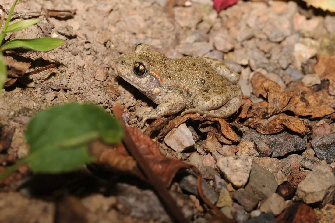 Voici un exemple d'l’Alyte accoucheur 