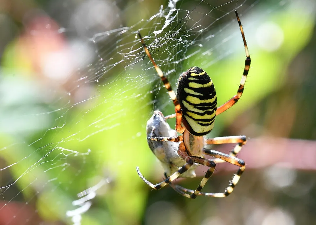 Un exemple d’Argiope frelon 