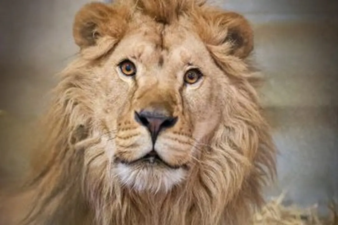 Un lion et deux lionnes, en provenance d'Ukraine, font partie de l'opération de sauvetage.