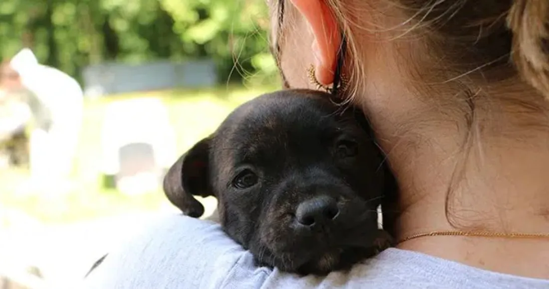 La SPA recherche des délégués-enquêteurs bénévoles en Côte-d'Or 