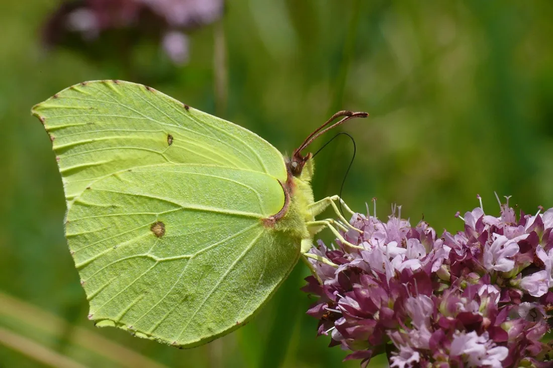 La société d’histoire naturelle invite le public à participer à l’enquête « premiers papillons » 
