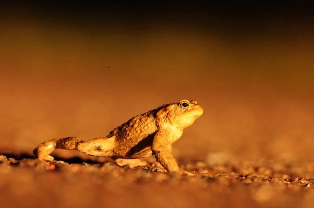 L'enquête concerne ce genre de crapauds 