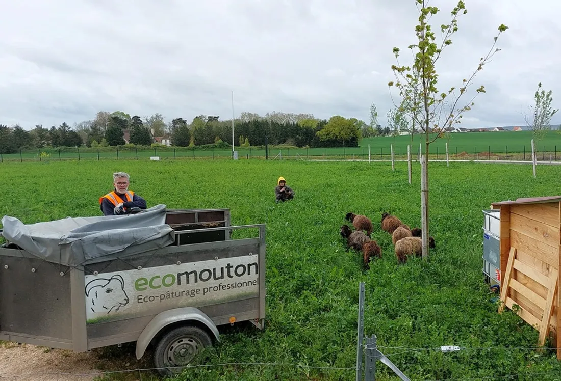 Le groupe Giphar a accueilli des moutons sur son site de Ouges 