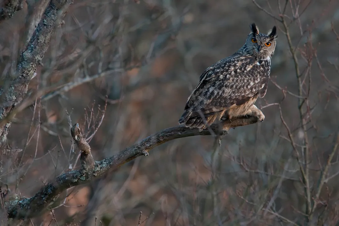 L'événement est organisé par la ligue de protection des oiseaux. Ici un Grand-duc d'Europe