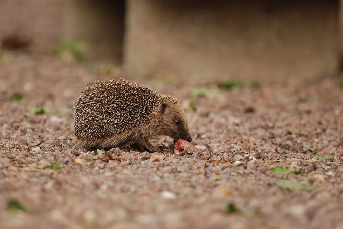 Un exemple de hérisson d'Europe   