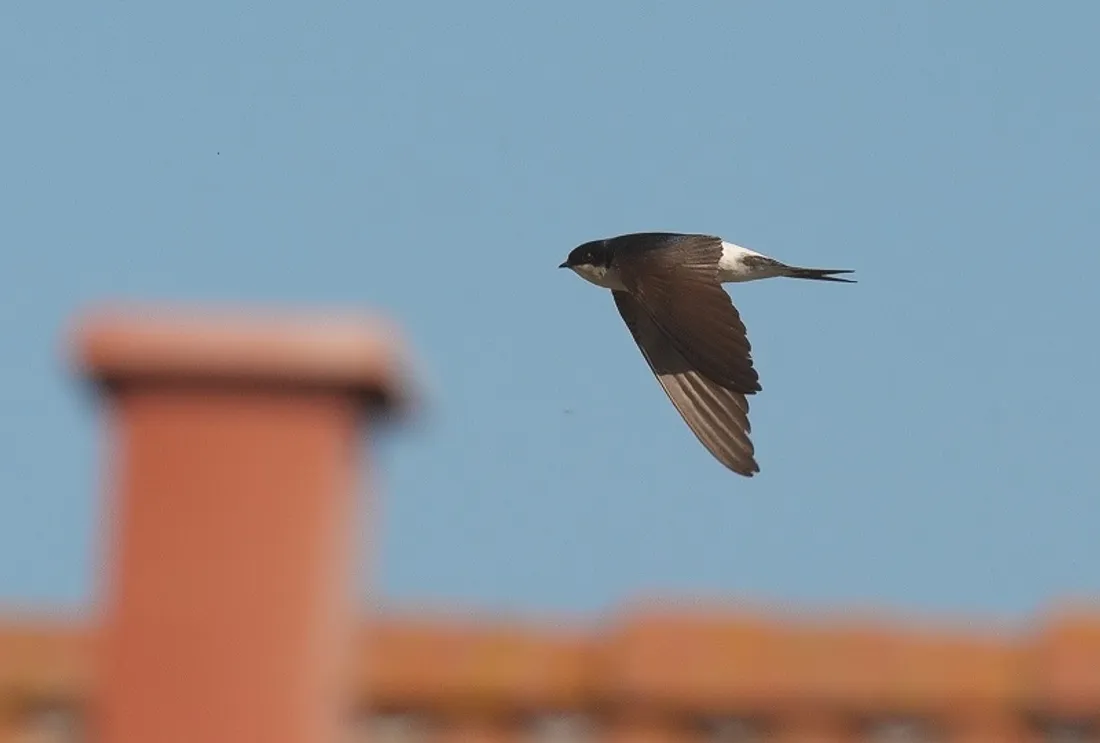 La ligue de protection des oiseaux organise une enquête participative sur les hirondelles 