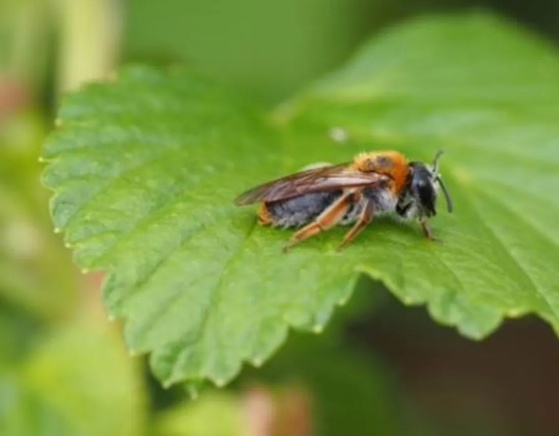 La direction du jardin de l’Arquebuse propose de participer à un concours sur Instagram