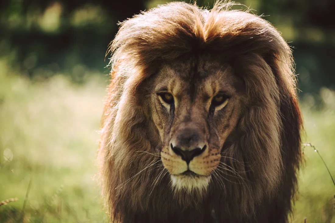 Le lion Kavango est mort.