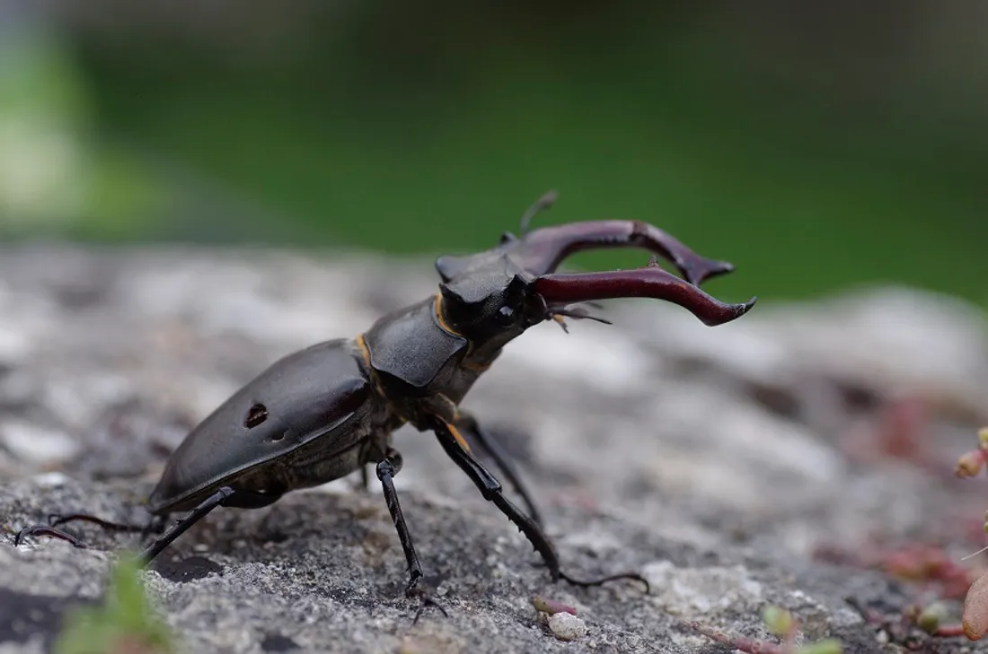 Il s’agit d’une espèce nommée aussi « Lucanus cervus »  