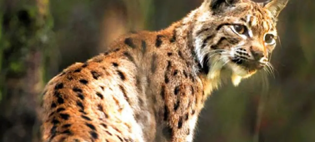 Quatre lynx ont été relâchés début mai dans le massif du Jura 
