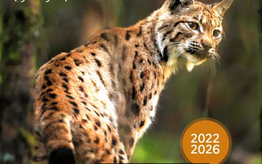 Le lynx boréal sera t-il bientôt de retour dans la région ? 