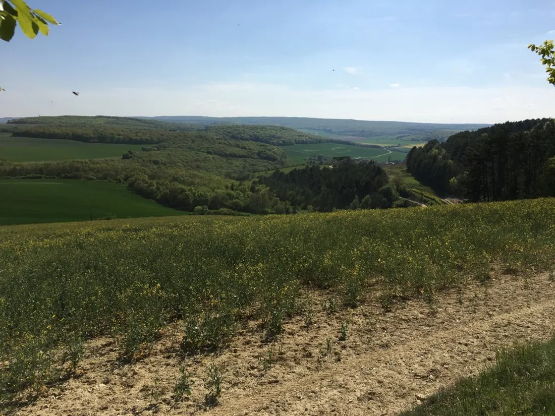 Fête de la Nature 2022 : un appel à projets pour organiser sa propre animation 