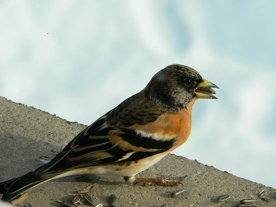 Pour les oiseaux, l’hiver est une saison difficile