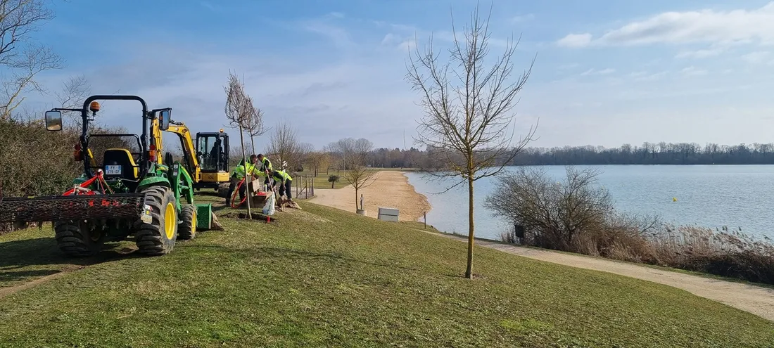 Des arbres ont été plantés cette semaine sur le site de la base de loisirs d’Arc-sur-Tille