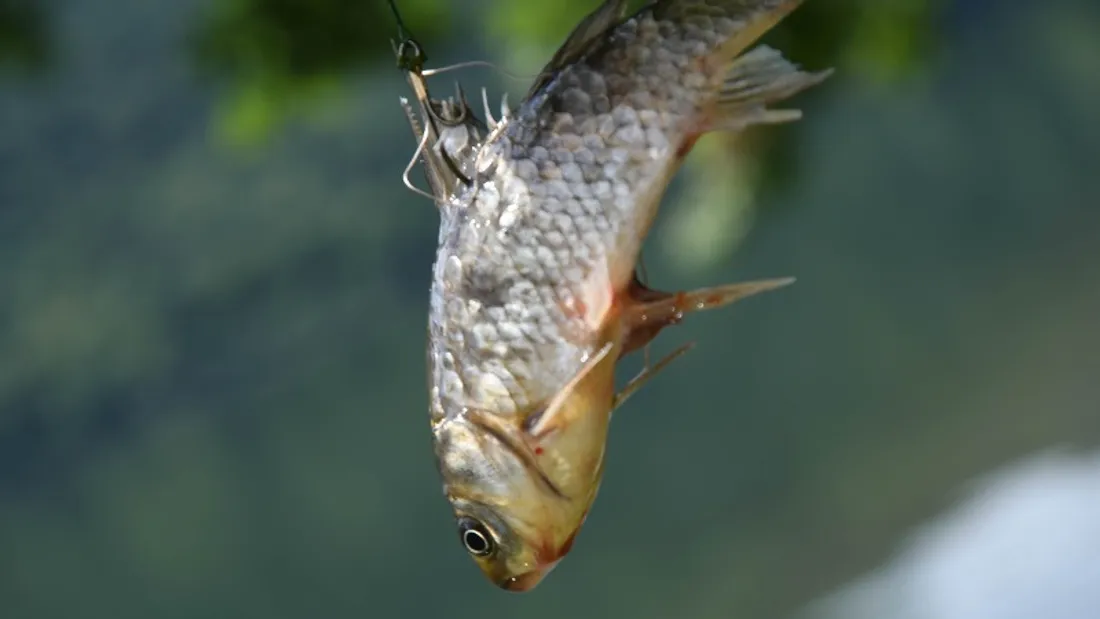 Poisson utilisé comme appât vivant (pêche au vif) 