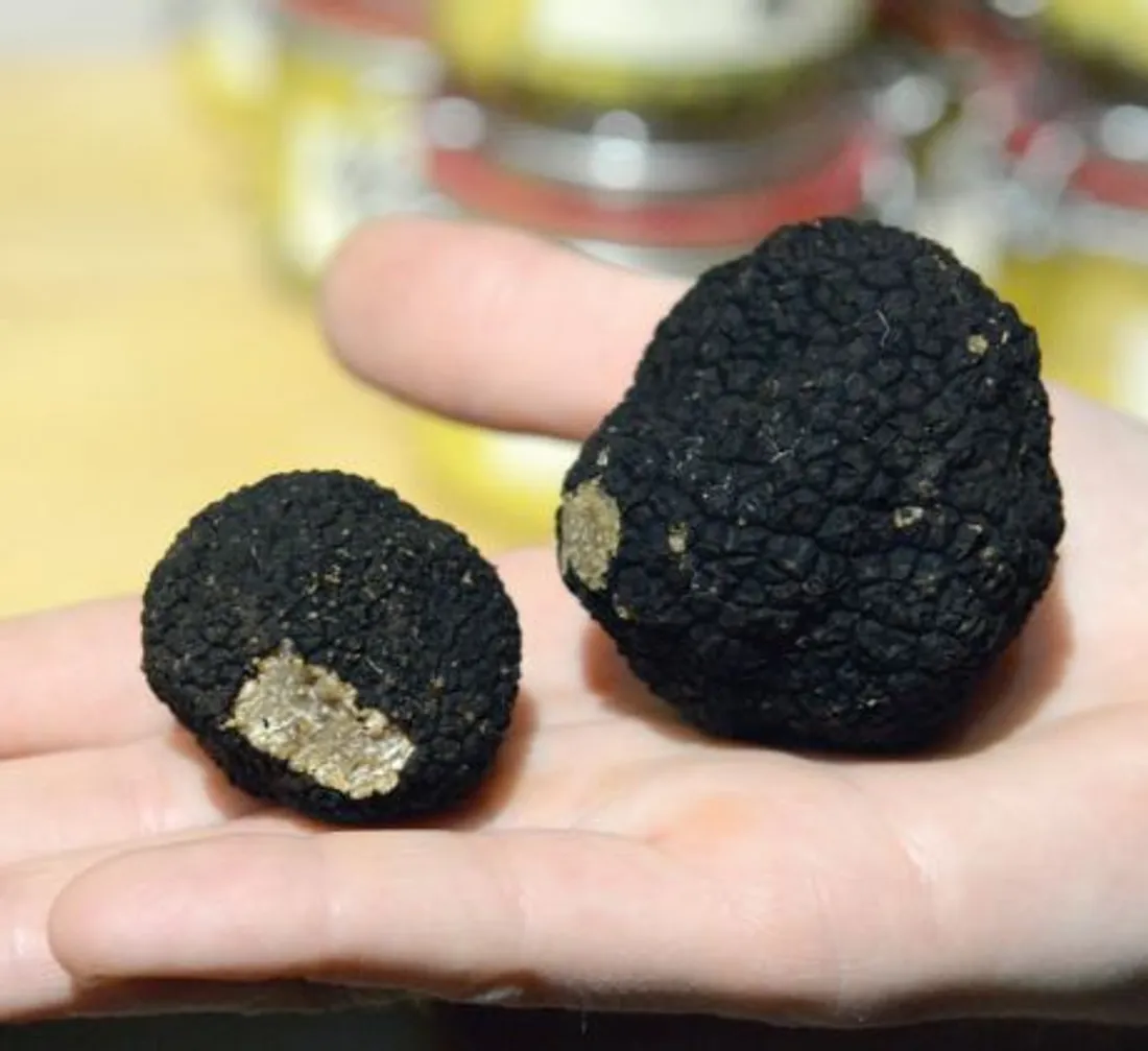 La "route de la truffe de Bourgogne" a été créée récemment 