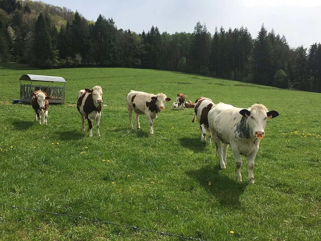 La lutte contre la maltraitance animale se poursuit dans la région 