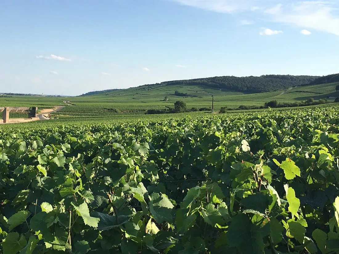 Les vignobles de la région sont à l'honneur ce week-end 
