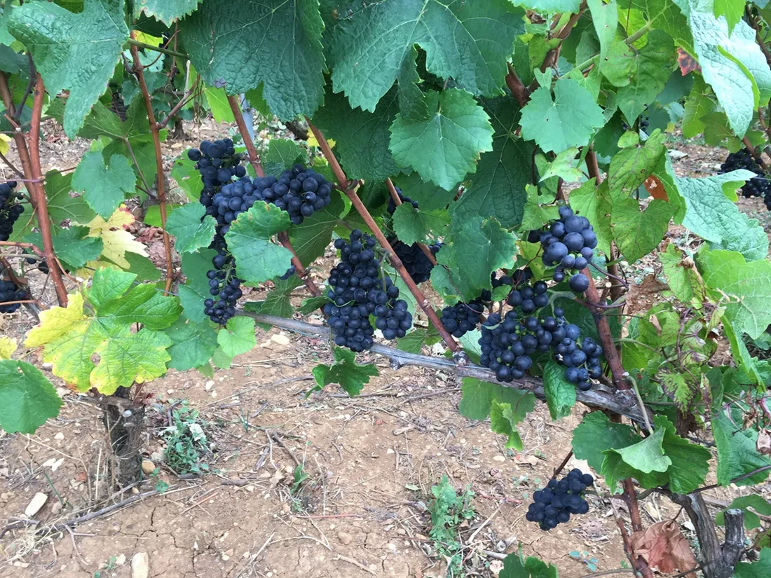 Trois domaines bourguignons ont été mis à l’honneur dans la revue du vin de France 