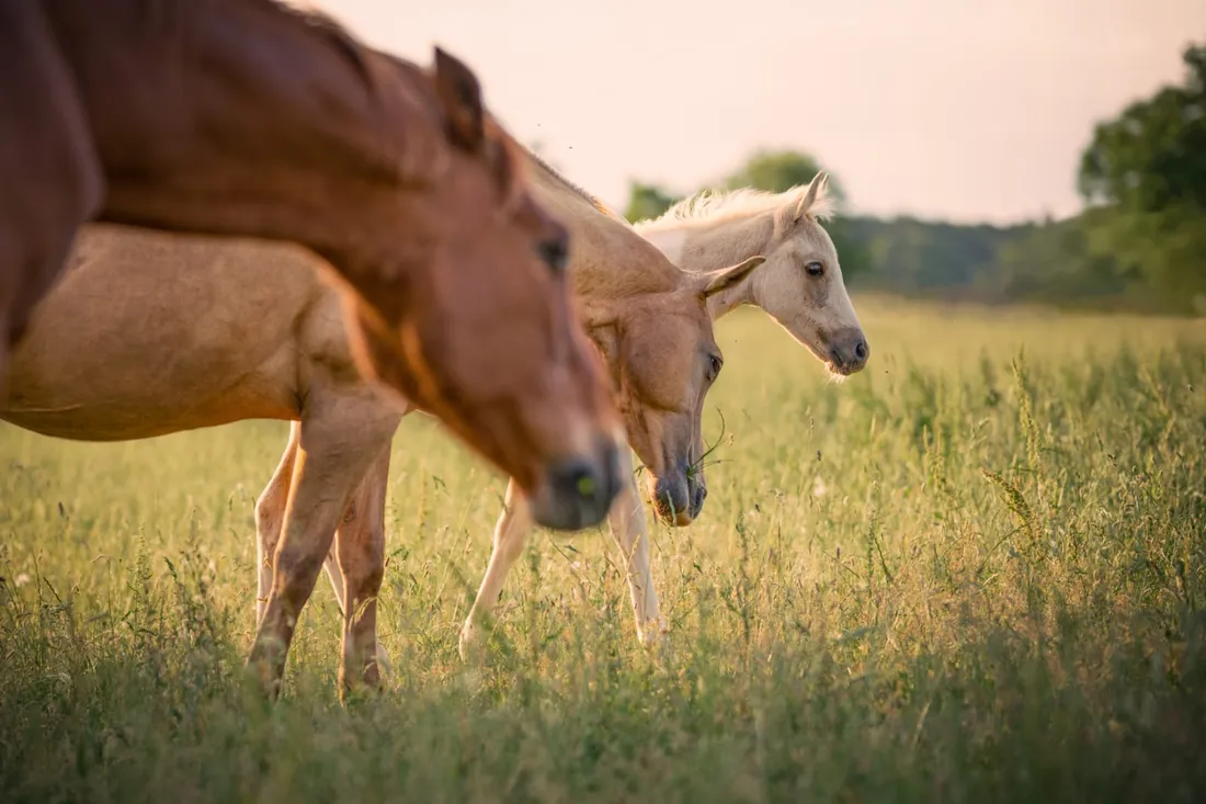 Le cheval sera bien évidemment à l'honneur lors de cette journée découverte !