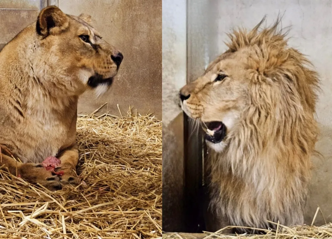 Atlas, Queen et Luladja rejoindront Mikroula, déjà présente dans le parc.