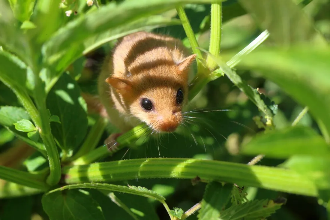 Un exemple de muscardin muscardinus