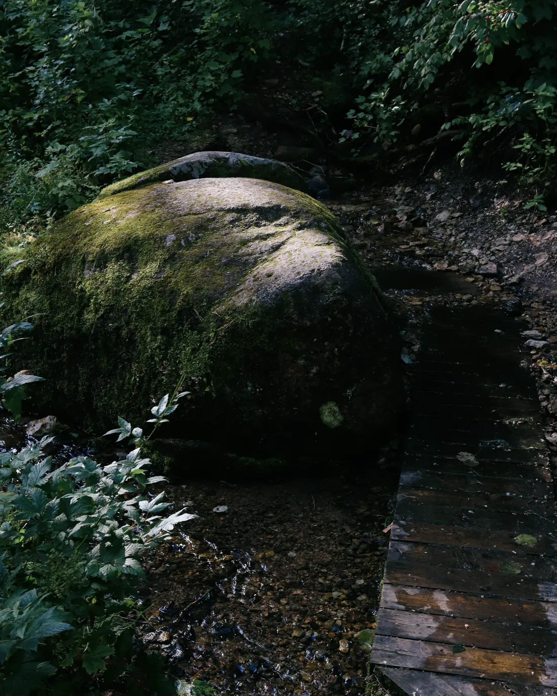 Dés le mercredi 26 avril 2023 de 13h30 à 17h30 profité de balade forestière à la nappe Dijon Sud.