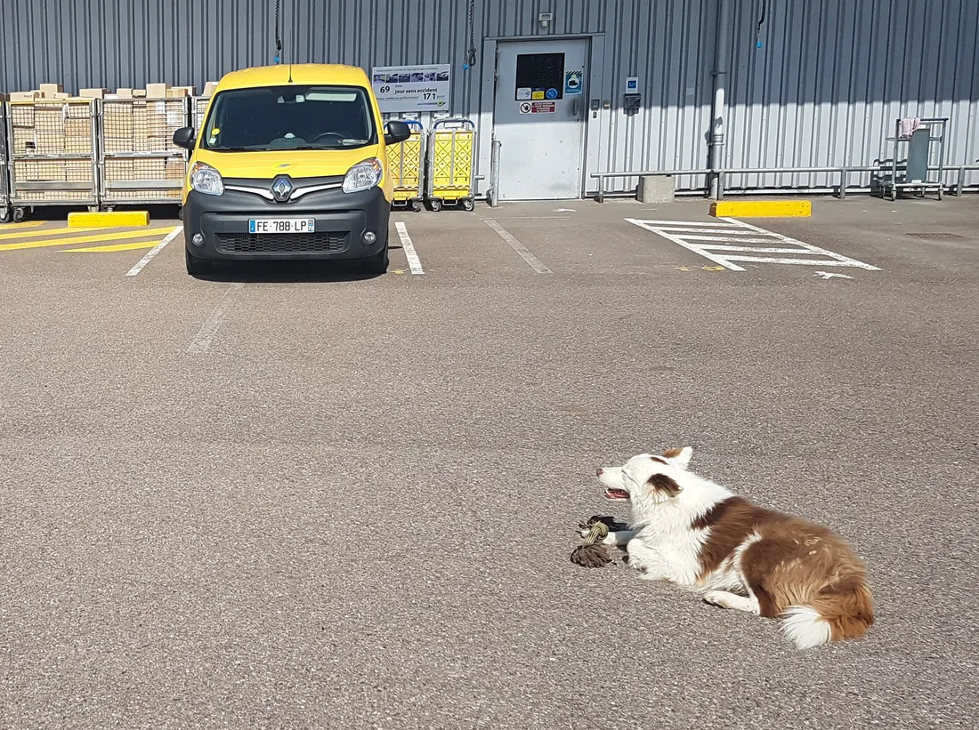 La Poste lance une campagne de prévention contre les attaques de chiens sur les facteurs. 