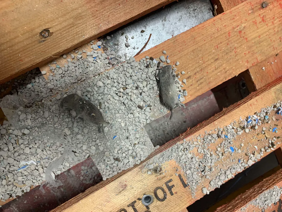 L'entrepôt serait infesté de rongeurs