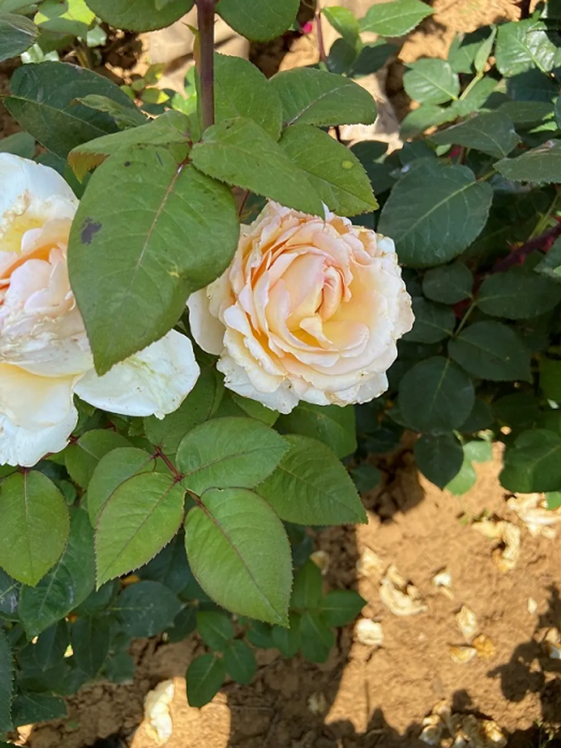 La Rose Côte-d’Or, nouvelle ambassadrice florale du territoire